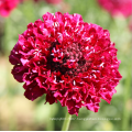 Top quality Bulk Garden flower Pincushion Seeds